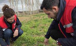 Tarım arazilerinde hastalık ve zararlı kontrolleri yapıldı