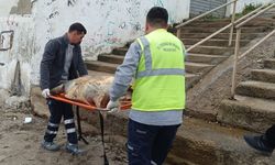 Tekirdağ sahiline ölü caretta caretta vurdu