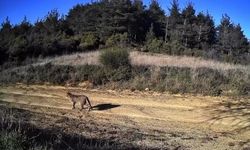 Tekirdağ'da doğanın hayaleti görüntülendi: Dağ Kedisi fotokapanda