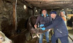 Tokat'ta şap hastalığına karşı yoğun mesai