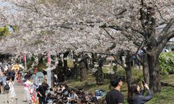Tokyo'da Sakuralar izleyenlere görsel şölen yaşattı
