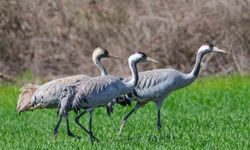 Türkülere konu olan turnalar objektiflere takıldı