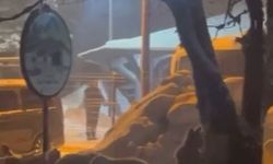 Uludağ'da kış uykusundan uyanan ayı ailesi yemek için Sarıalan'a indi