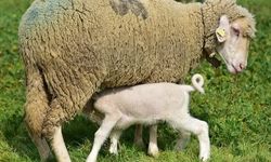 Üniversitenin yavru kuzuları anaları ile buluştu