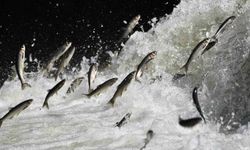 Van Gölü Havzası'nın doğusundaki yağış bolluğu tarımı ve inci kefali göçünü olumlu etkileyecek