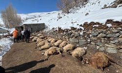 Van'da ahırda feci yangın: 67 küçükbaş hayvan telef oldu