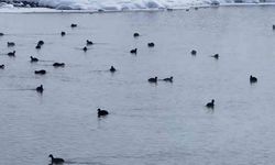 Van'da Kaz Gölü kuşların mekanı oldu