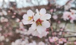 Yozgat'ta mart ayında bahar tablosu