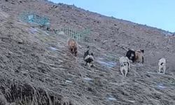 Yüksekova'da yerleşim yerine inen ayıları çoban köpekleri uzaklaştırdı