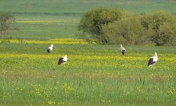 Yüksekova'nın biyoçeşitliliği kayıt altına alınacak
