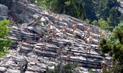 Zirveler karla kaplanınca yaban keçileri yerleşim alanlarına indi
