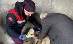 Zoonoz hastalıklarına karşı aşılama çalışmaları sürüyor