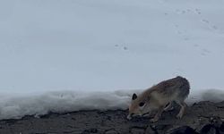 Aç kalan tilkiyi elleriyle besledi