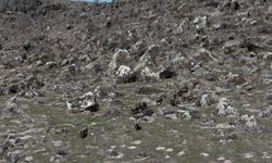 Adilcevaz'da domuzlar çiftçileri bezdirdi