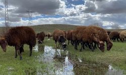 Ağrı'da 120 bin lira maaşa rağmen çoban bulunamıyor