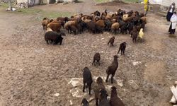 Ağrı'da kuzuların anneleri ile buluşması renkli anlara sahne oldu