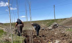 Ağrı'da vatandaşlar imece usulü fidan dikerek geleceğe nefes oluyor