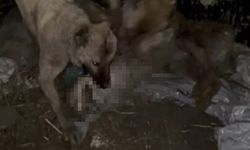 Ahıra girmeye çalışan kurdu kangallar telef etti