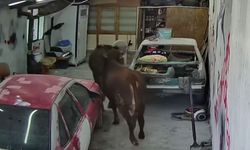 Ahırdan kaçan danalar oto tamirciyi bastı, o anlar kamerada