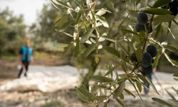 Akhisar'da zeytin için tarihi buluşma