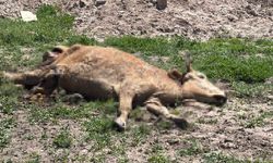 Aksaray'da ölen hayvanlarını araziye atanlara 390 bin lira ceza