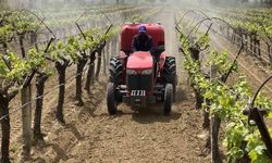 Alaşehir'de '3K Bağcılık' ile kalıntısız üretim başladı