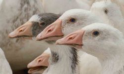 Anadolu kazına 'milli kimlik': Anne hattı Yozgat, baba hattı Bandırma