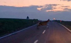 Ankara'da yaban geyiği sürüsü görüldü