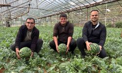 Antalya'da kış karpuzu hasadı için geri sayım başladı