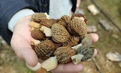 Antalyalı ziraat mühendisi serada kuzugöbeği mantarı üretimine başladı