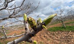 Antep fıstığının sürgün gelişiminde karagöz kurdu ve kabuklu bit riski