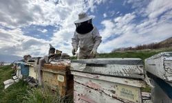 Arıcılar yavru ve besleme dönemine girdi