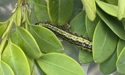 Artvin'de şimşir güvesine karşı biyolojik mücadele sürüyor