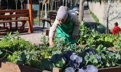 Ataşehir Kent Bostanları'nda yeni dönem heyecanı başlıyor