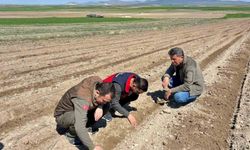 Atıl durumdaki tarım arazilerine ayçiçeği ekimi yapıldı