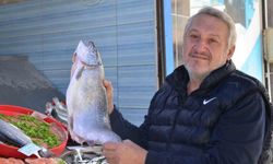 Av sezonu bitse de tezgahlar balıksız kalmıyor