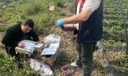 Aydın'da hasat öncesi çilek bahçeleri kontrol edildi
