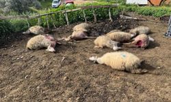 Aydın'da kurt saldırısı vatandaşları tedirgin etti