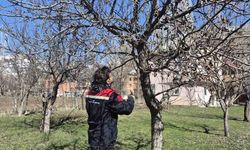 Aydıntepe'de meyve bahçelerinde budama uygulaması sürüyor