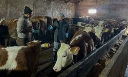 Aydıntepe'nin 23 köyünde ve 4 mahallesinde şap aşılama kampanyası tamamlandı