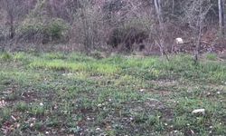 Ayı, domuz ve gelincik fotokapanla görüntülendi