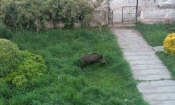Ayvalık'ta Çamlık'ı yaban domuzları bastı