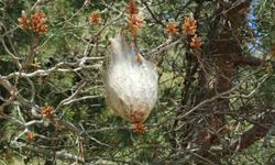 Bafra'da 'çam kese böceği' tehlikesi