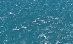 Baharın gelmesiyle İstanbul Boğazı'nda yunuslardan görsel şölen