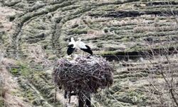 Baharın müjdecisi leylekler Sinop'a geldi