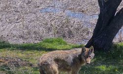 Balık tutmaya giderken kurtla karşılaştılar