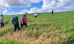 Batman'da çiftçilere 'yanlış ilaçlama' uyarısı
