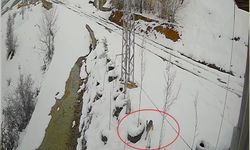 Bayburt'ta nefes kesen kovalamaca: Tavşanın kurdu atlattığı anlar kamerada