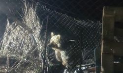 Bayburt'ta şantiye alanına inen ayı vatandaşın sesini duyunca böyle kaçtı