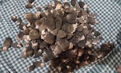 Beyşehir'de kuzugöbeği tutkunları sahaya çıktı